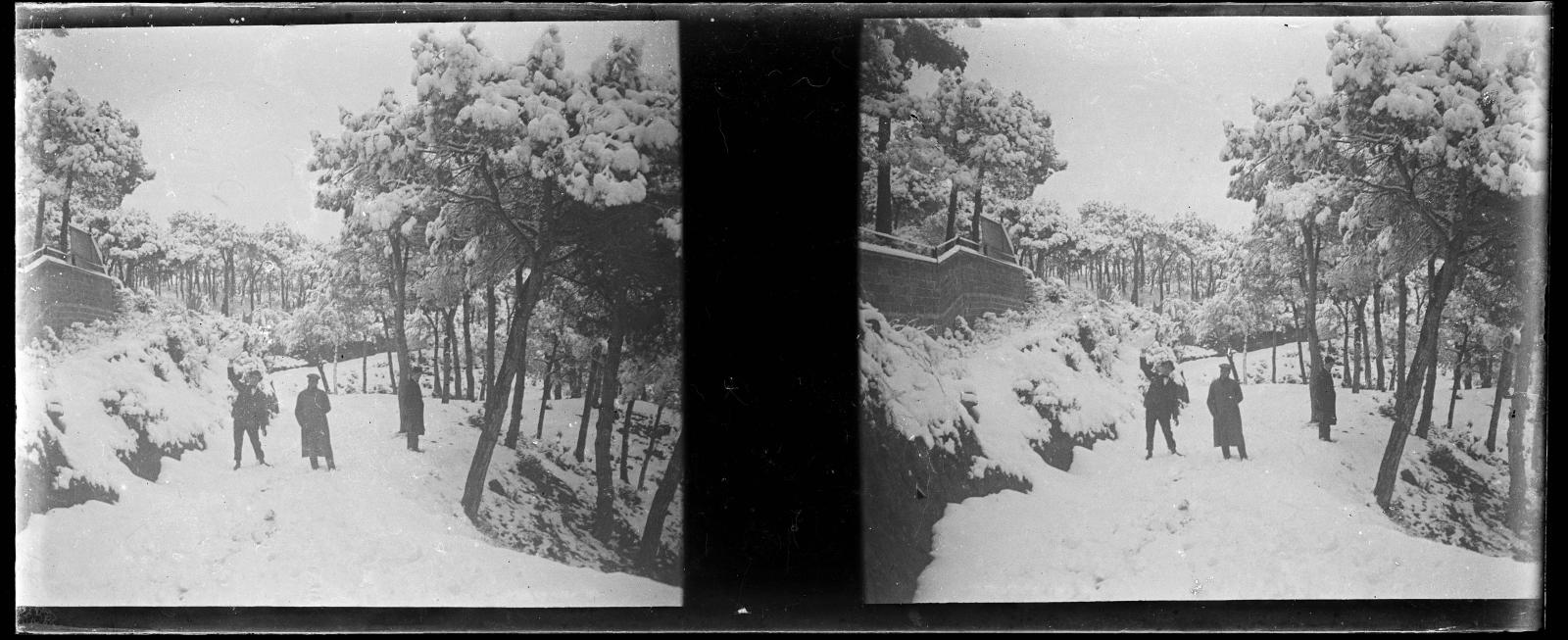 Desconegut, [Snowy forest in Vallvidrera]