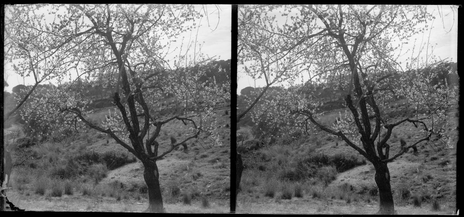 Desconegut, [Natural environment of the mountain of St. Peter Martyr]