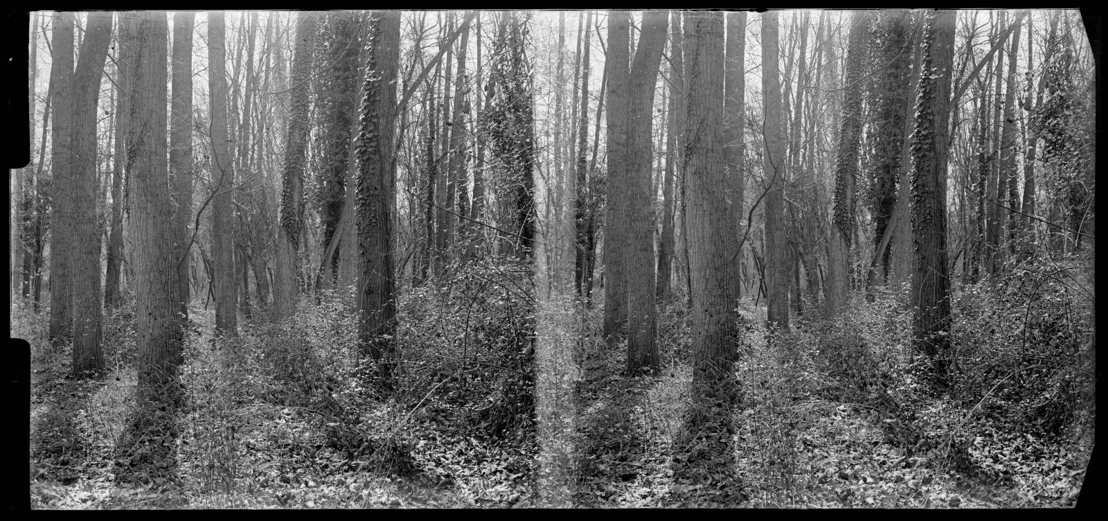 Desconegut, [around the Vallvidrera stream]