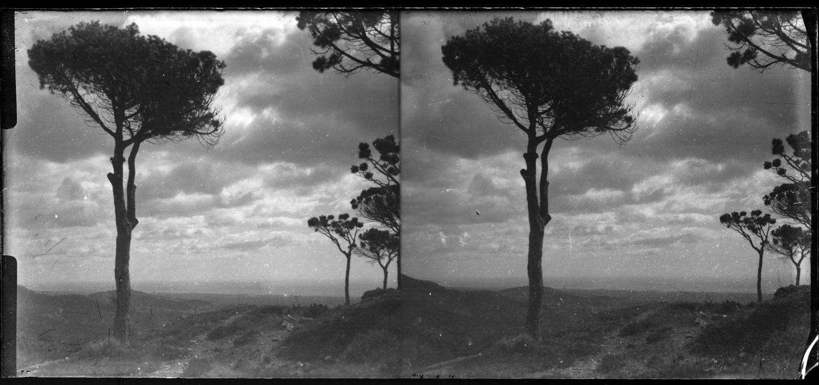 Desconegut, [Forest in Sarria]