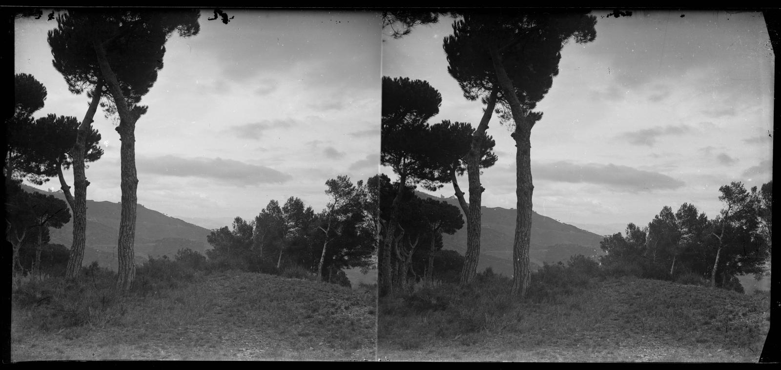 Desconegut, [Bosc a Sarrià]
