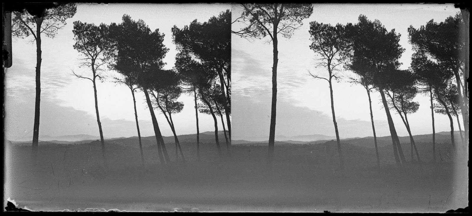 Desconegut, [Bosc a Vallvidrera]