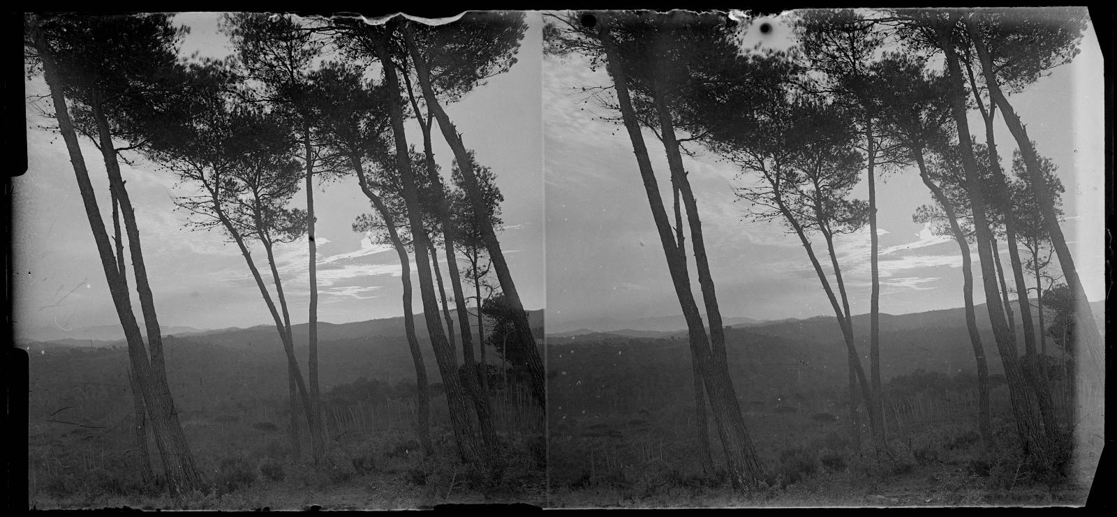 Desconegut, [Bosc a Vallvidrera]