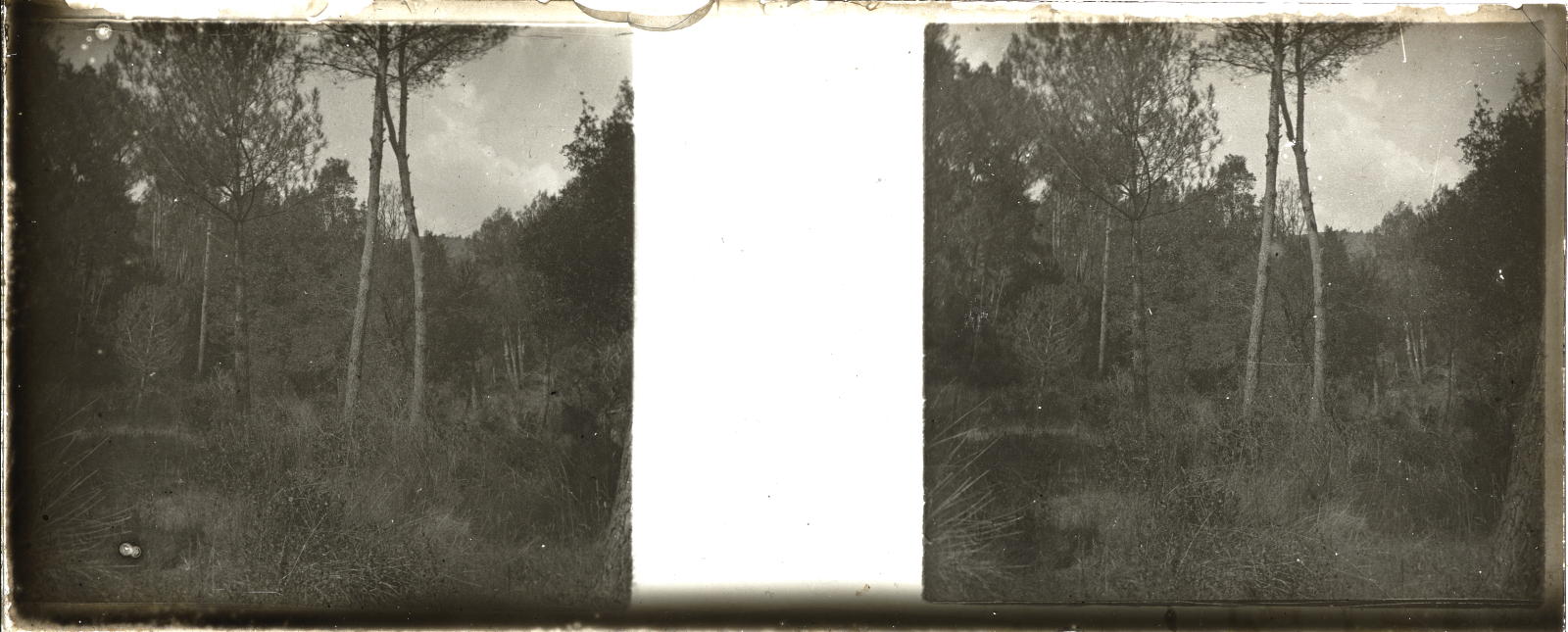 Desconegut, [Bosc de pi blanc]