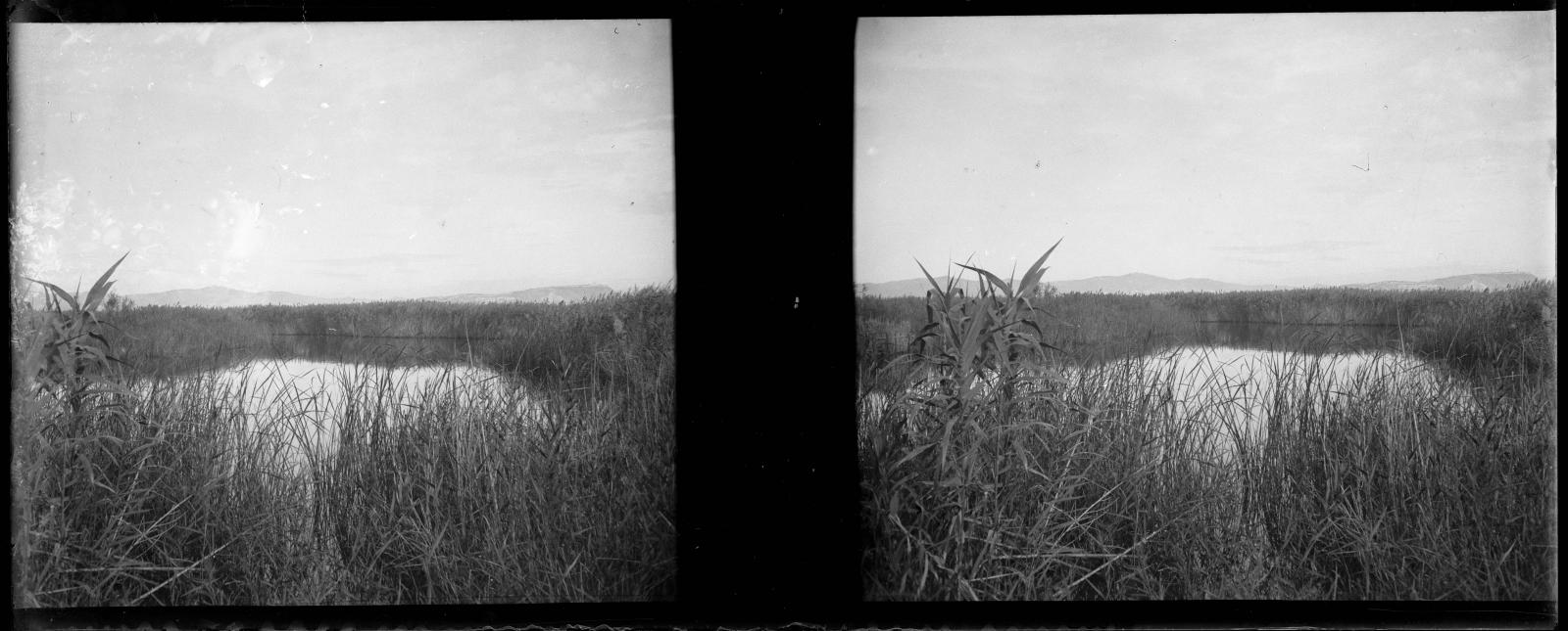 Desconegut, [Wetlands]