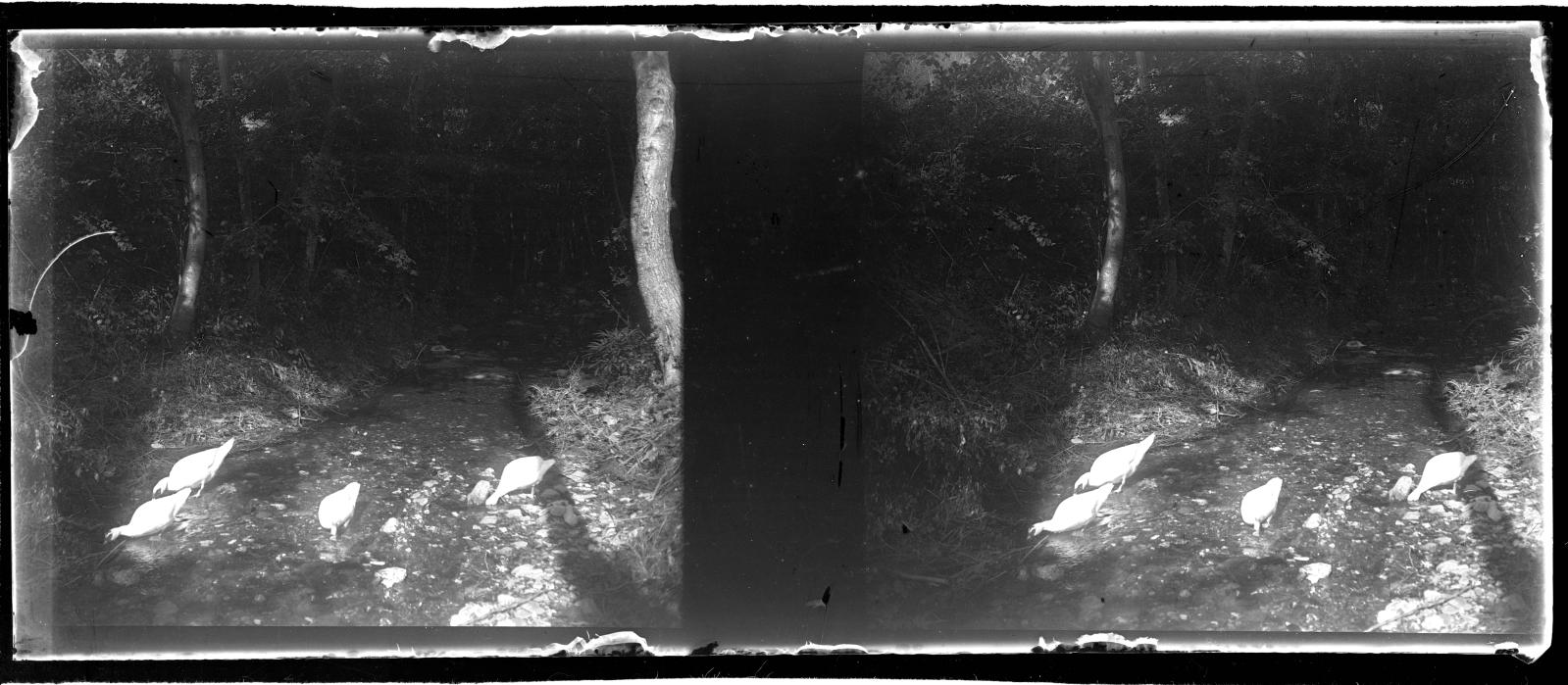 Desconegut, [Ducks on the River Gorge]