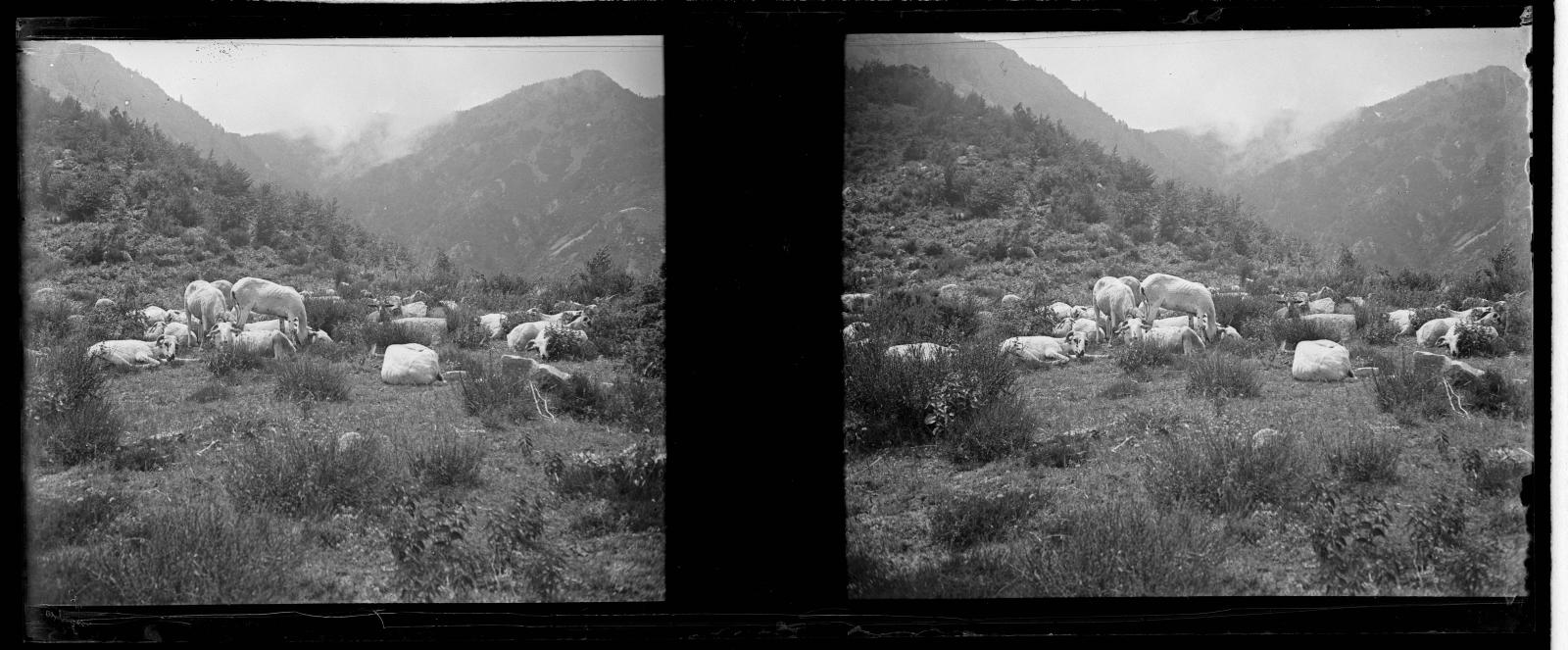 Desconegut, [Ramat of goats in the Valley of Ordity]