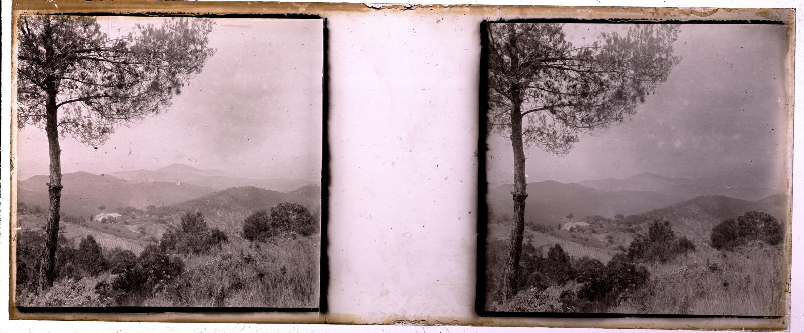 Desconegut, [Bosc]