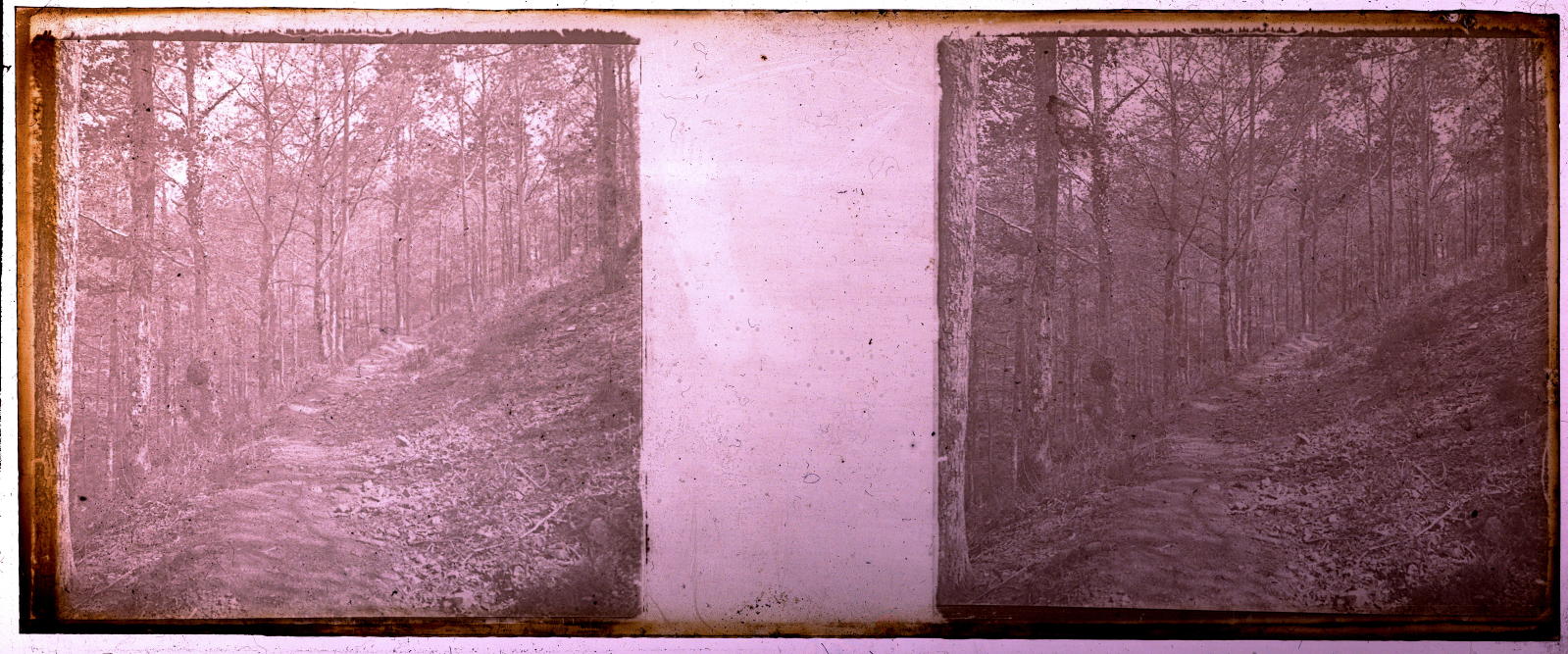 Desconegut, [Road to the forest]