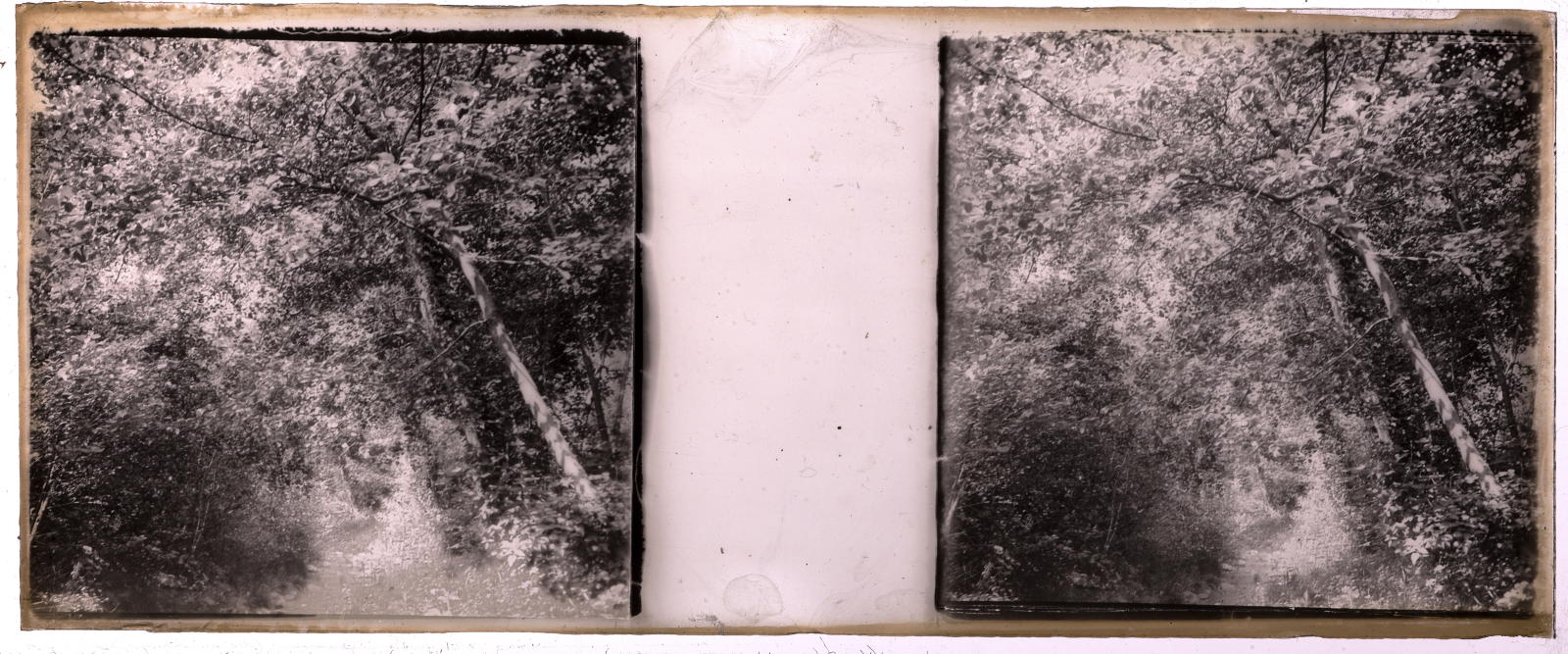 Desconegut, [Forest]