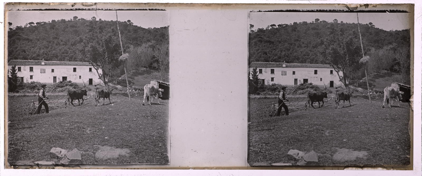 Desconegut, [Home mena unes vaques a Collserola]