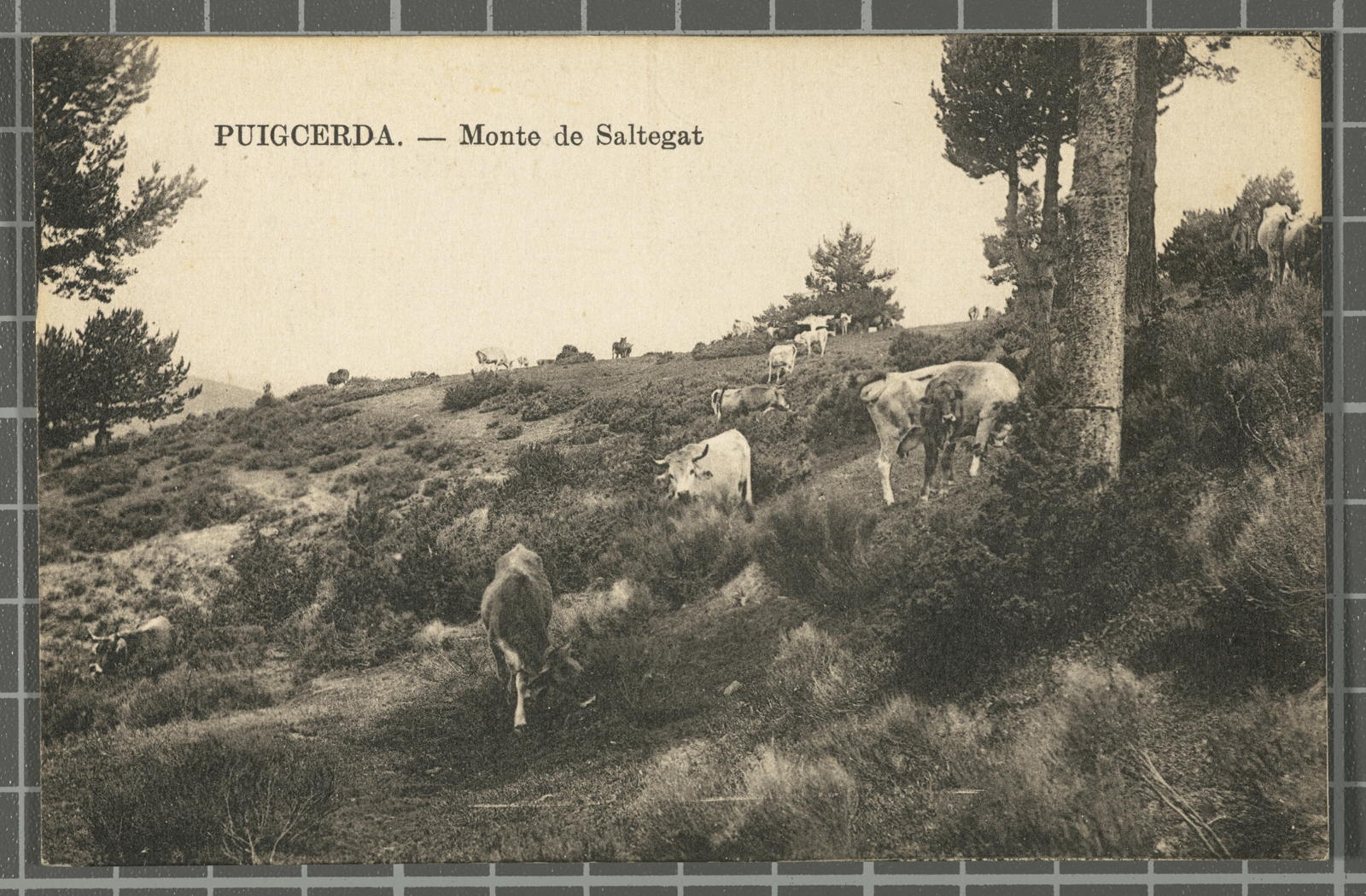 Desconegut, Puigcerda.- Monte de Saltegat