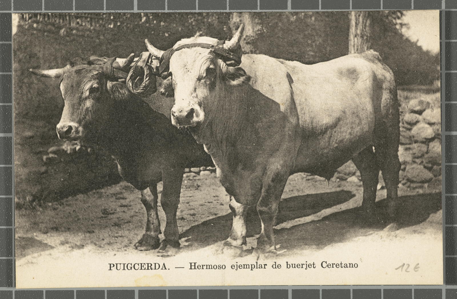 Desconegut, Puigcerda. - Hermoso ejemplar de buerjet Ceretano