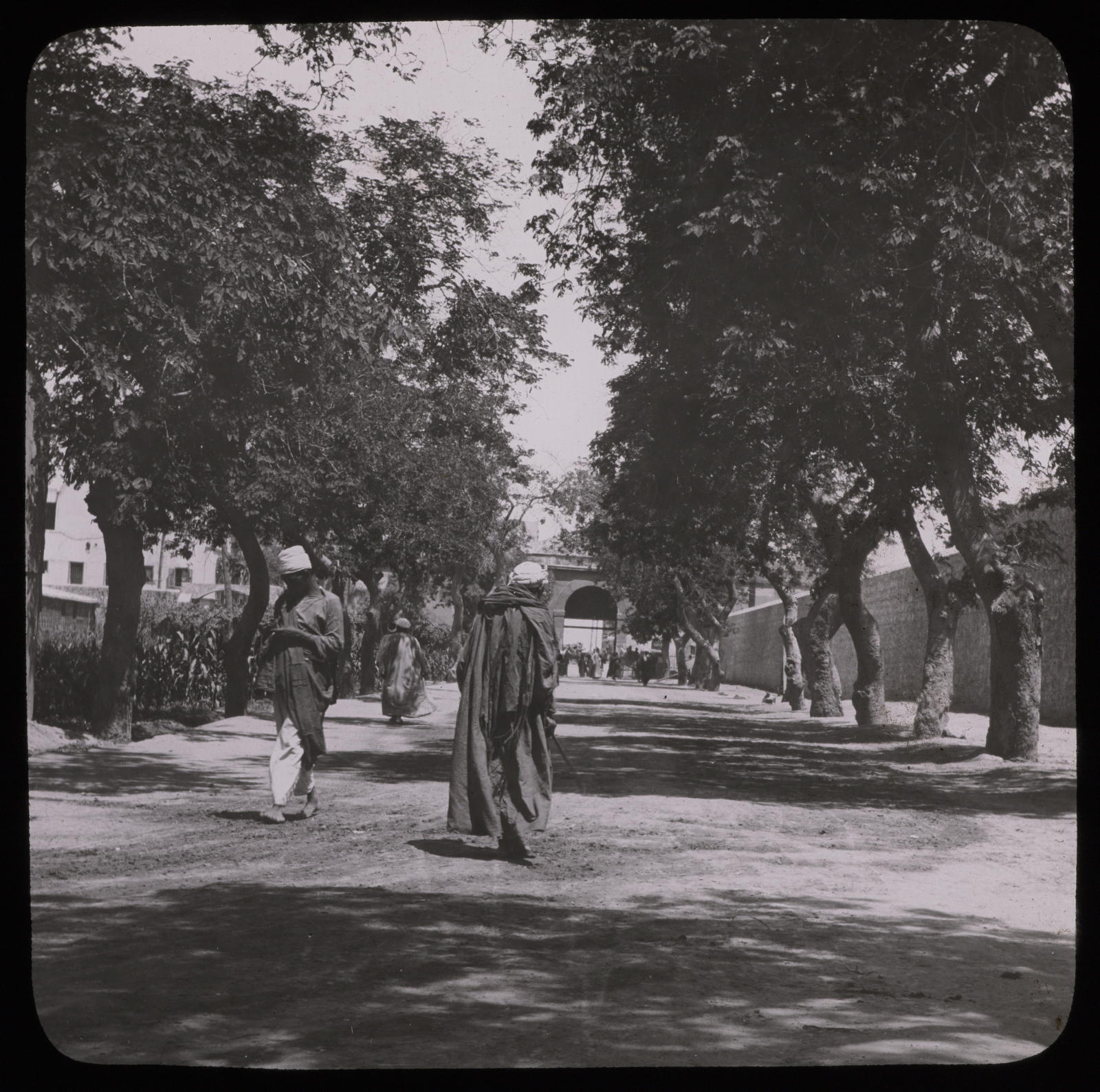 Desconegut, Alexandrie, le jardin de gabare. Allée de sycomores Photo Louvre