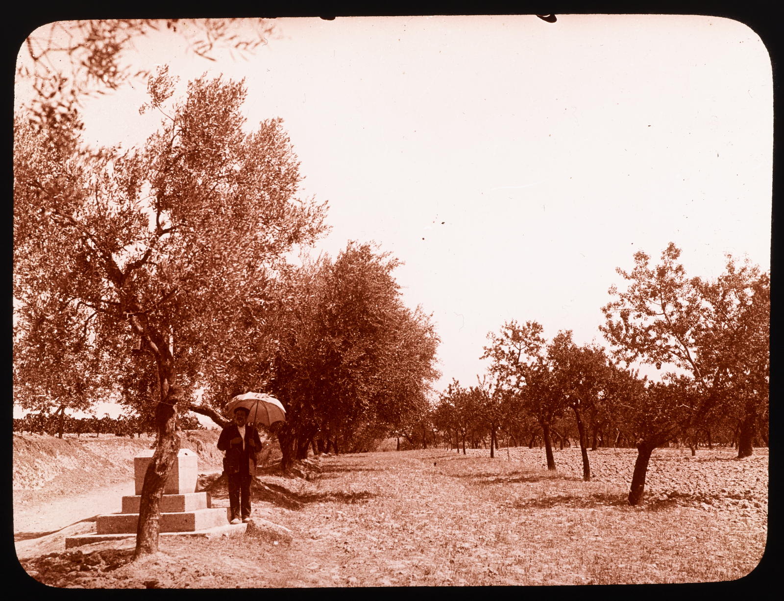 Desconegut, [Tree planting]
