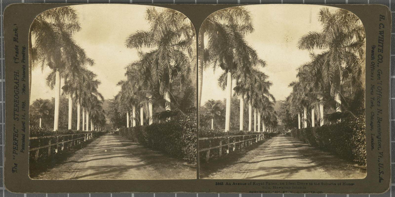 Desconegut, An avenue of Royal Palms, an Ideal Drive in the Suburbs of Honolulu, Hawaiian Islands. White, H.C. & Co., The "Perfec" Stereograph