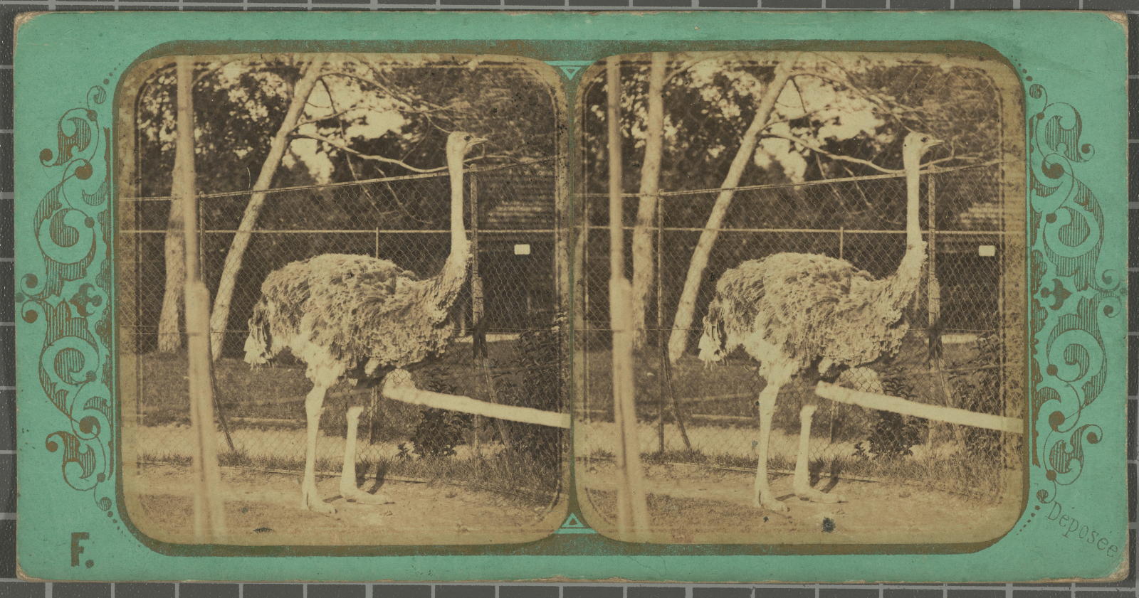 Desconegut, Jardin Zoologique d'acclimatation Bois de Boulogne Justificació del títol, títol inscrit