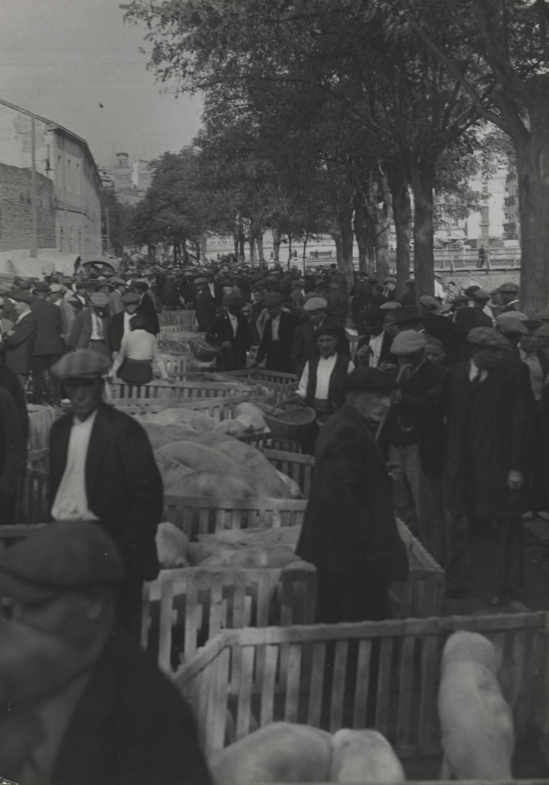 Desconegut, [Mercat del bestiar al passeig General Mendoza]